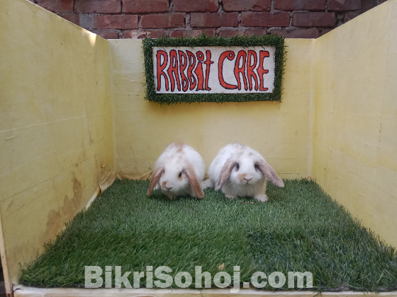 Holland lop/বিদেশি খরগোশ